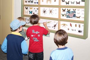 EL MUSEU DARDER INCO