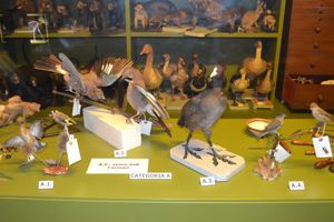 Guanyadors del concu