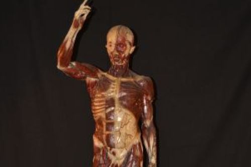 EL MUSEU DARDER REP
