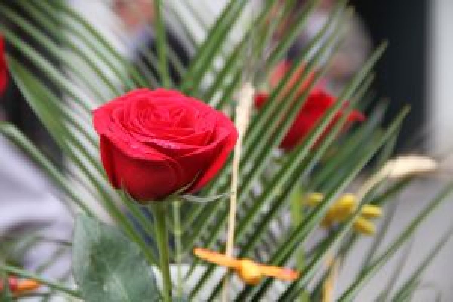 Diada de Sant Jordi