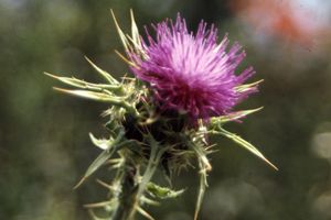 Convocatòria del XI