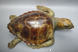 El Museu de Cièncie