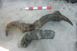 La caça amb arc dur