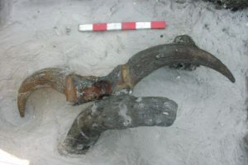 La caça amb arc dur