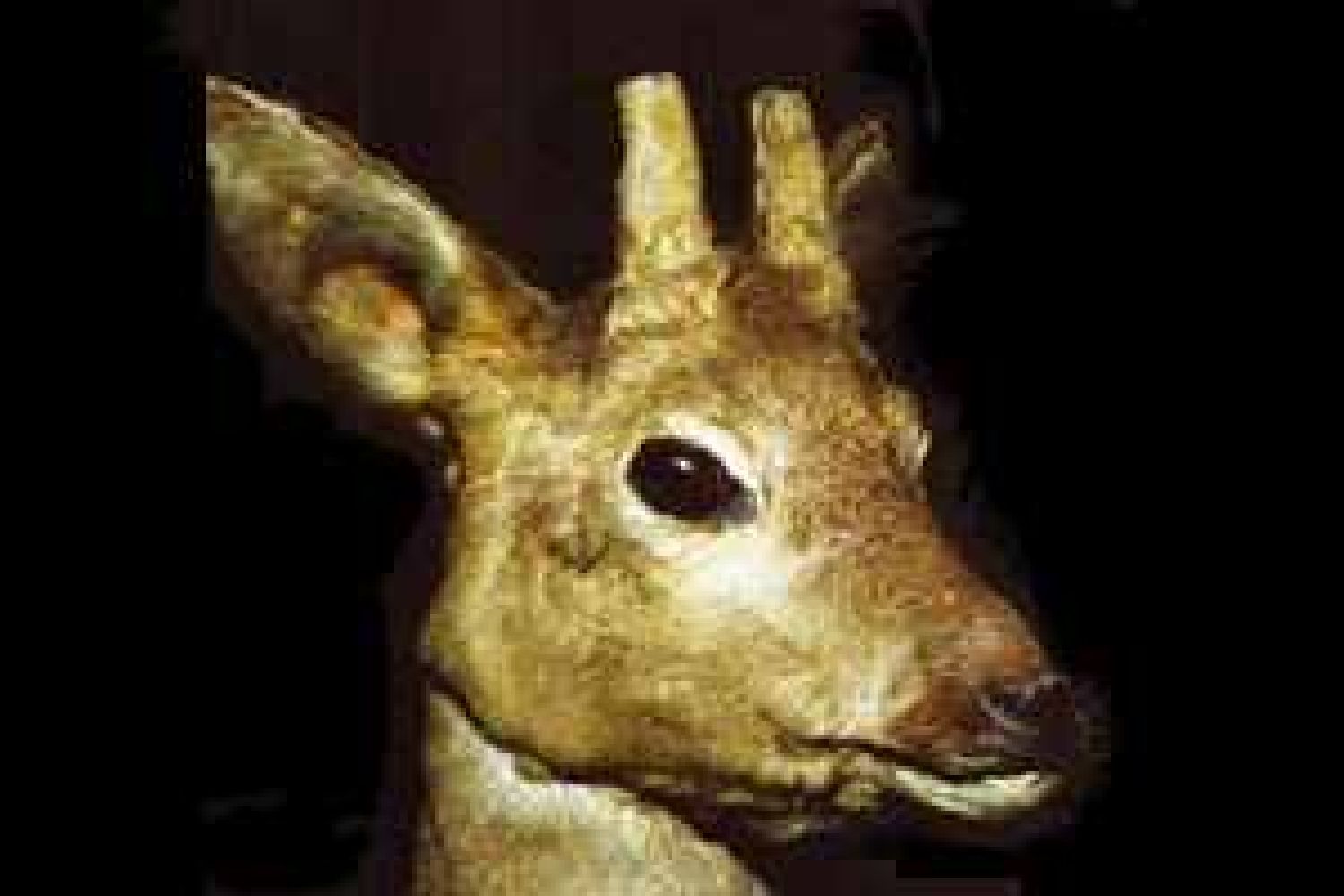 Investiguem els mam? Investiguem els mam?