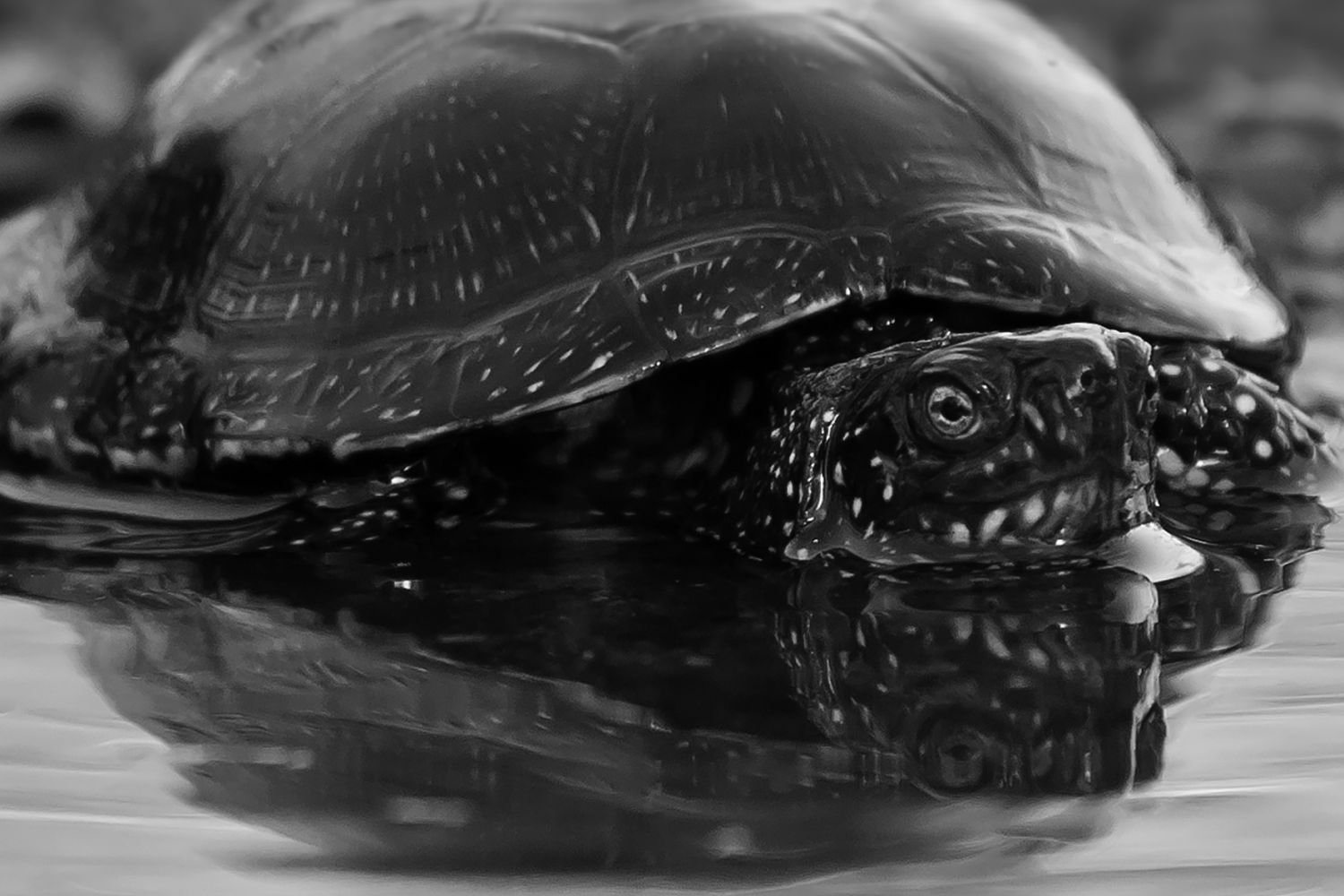 Life Potamo Fauna Life Potamo Fauna