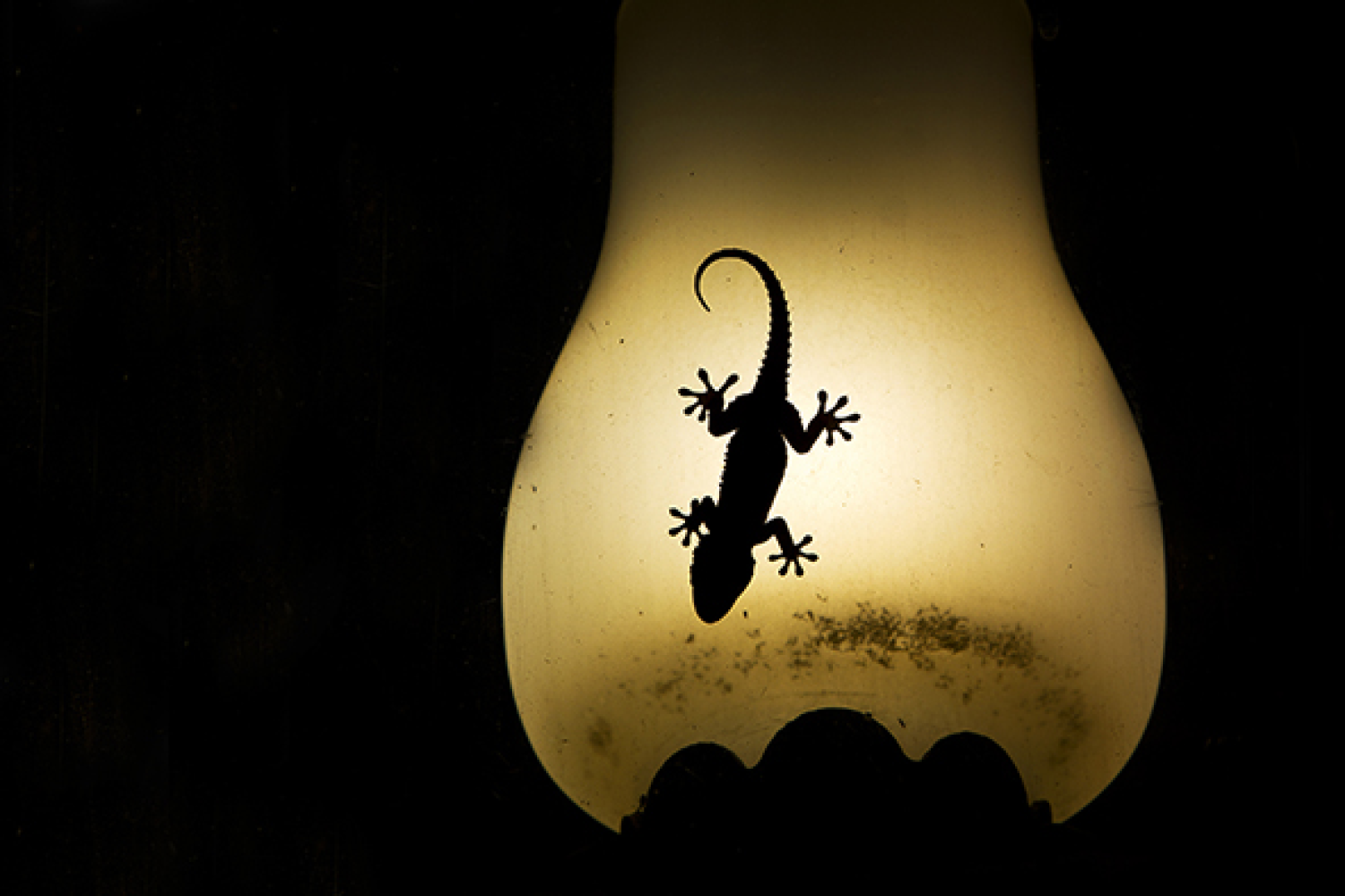 Contraluz | © Alfonso Roldán Losada Contraluz | © Alfonso Roldán Losada