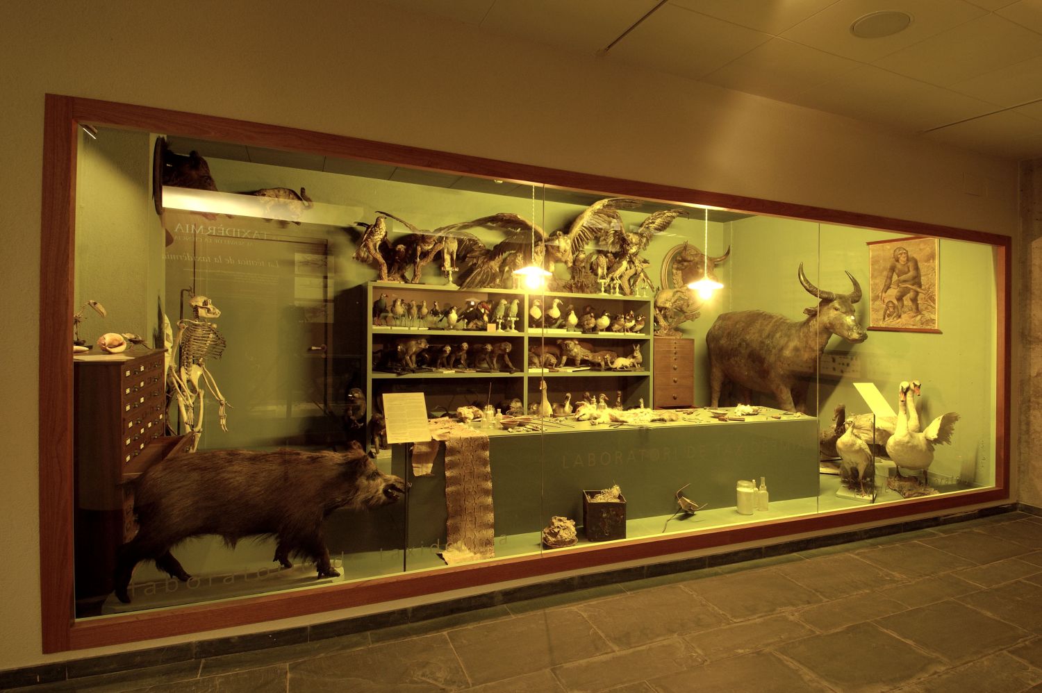 Museu Darder Museu Darder