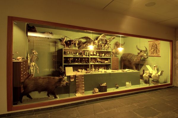 Museu Darder Museu Darder
